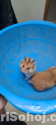 Syrian hamster pair